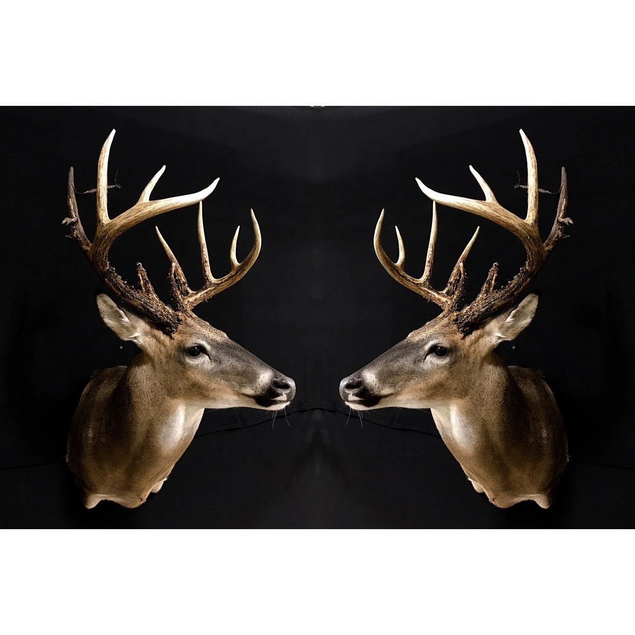 Two deer facing each other
